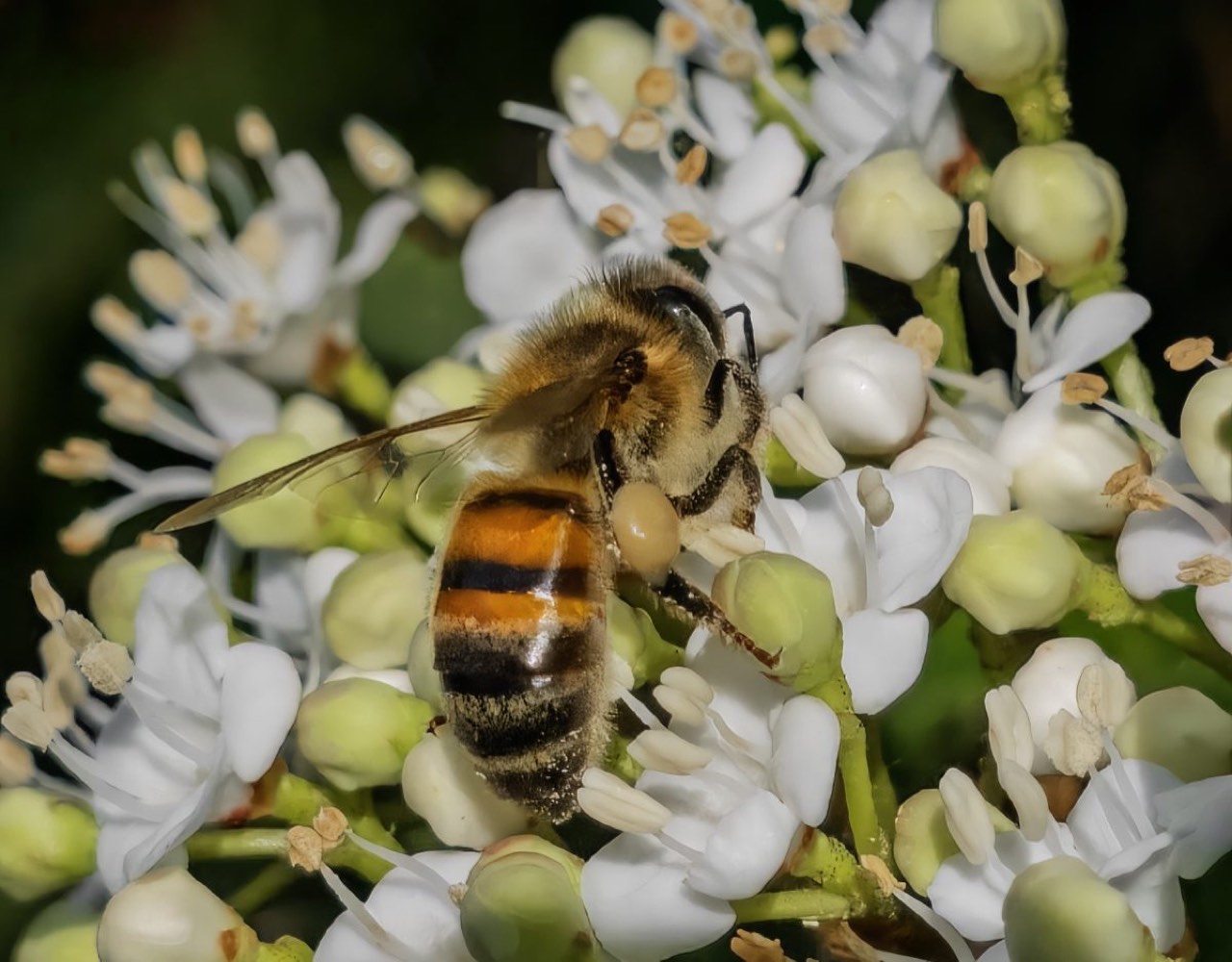 Honey bee (Apis mellifera)