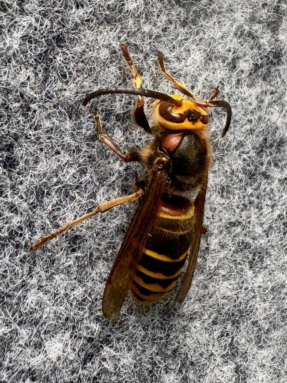European hornet