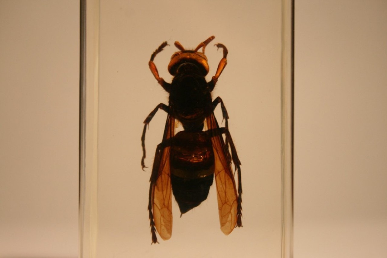 Asian giant hornet (Vespa mandarinia)