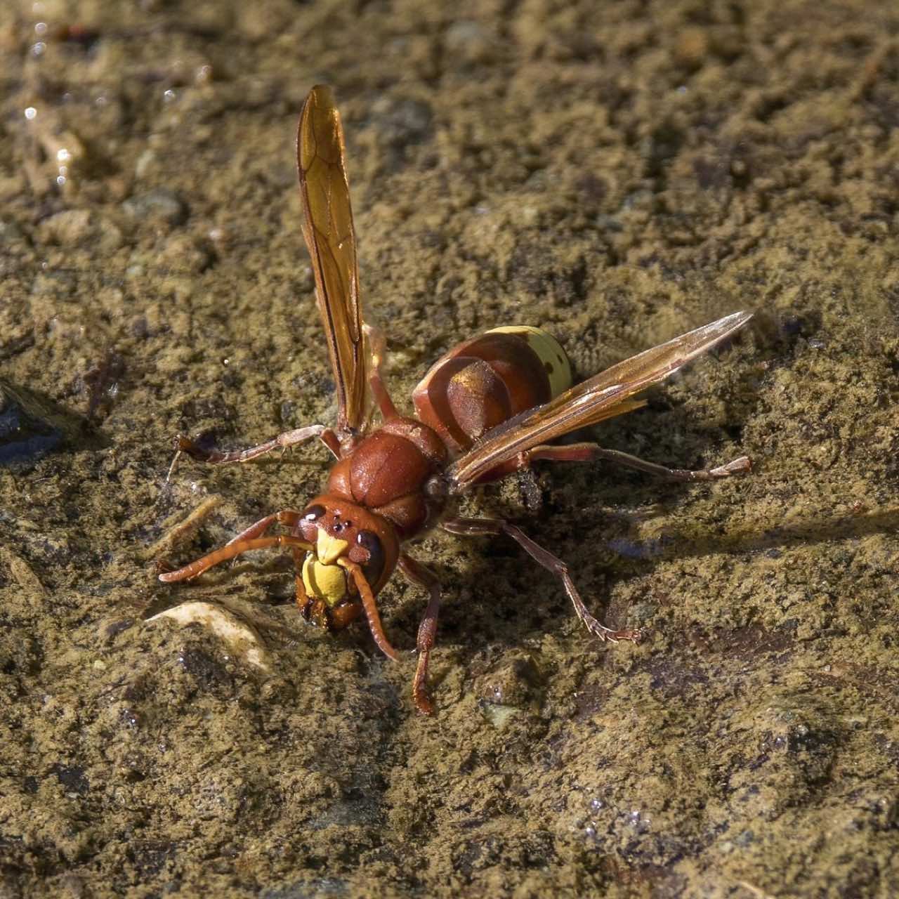 Oriental hornet (Vespa orientalis)