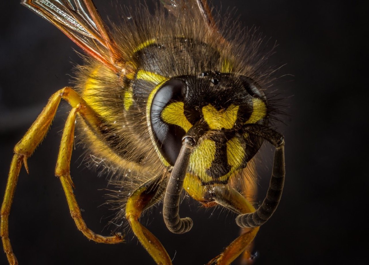Common wasp (Vespula vulgaris)