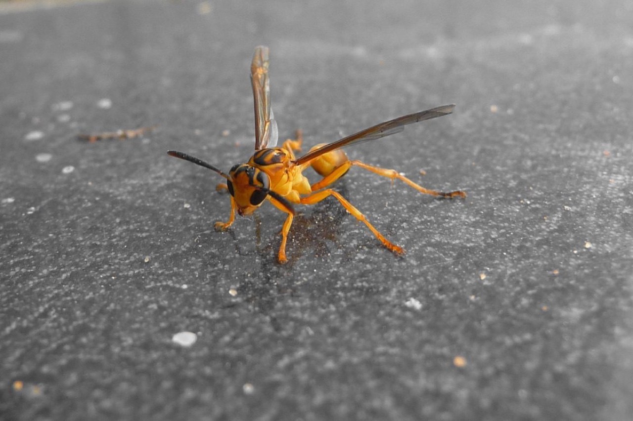 Social wasp (Agelaia) (Agelaia pallipes)