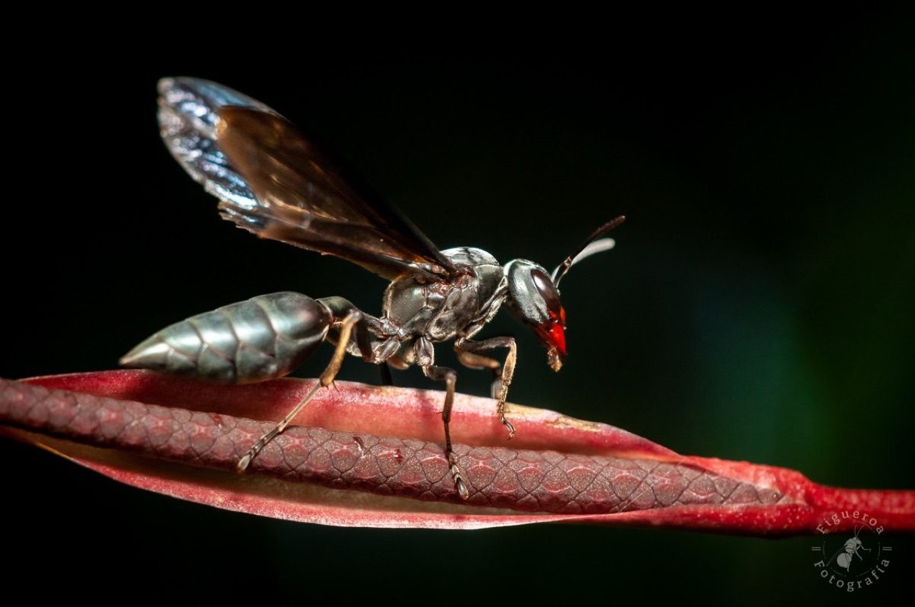 Warrior wasp (Synoeca septentrionalis)