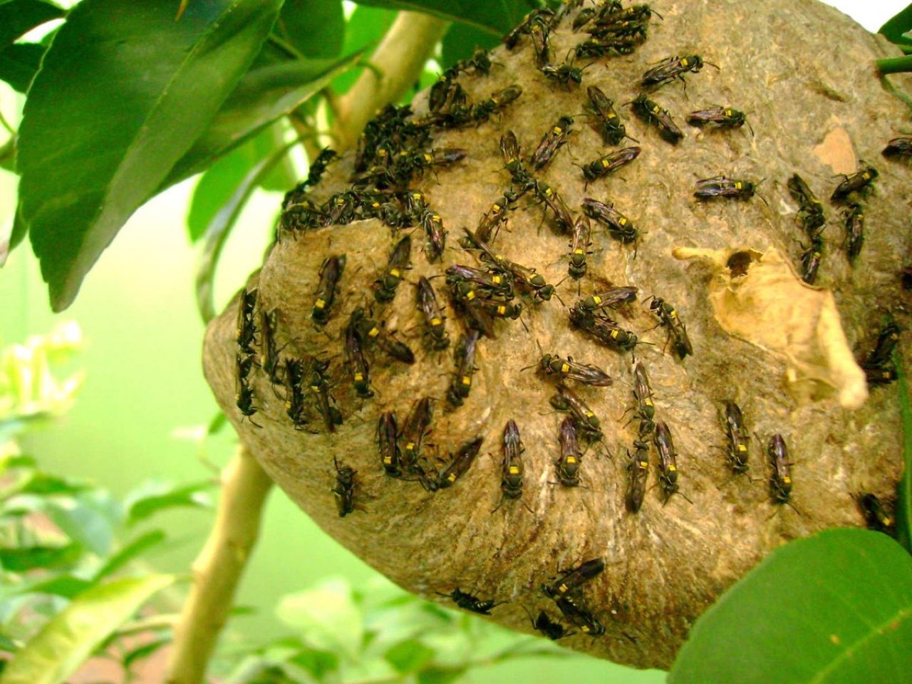 Social wasp (Polybia) (Polybia paulista)