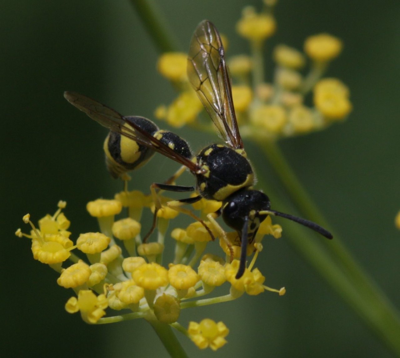 Potter wasp (Eumenes spp.)