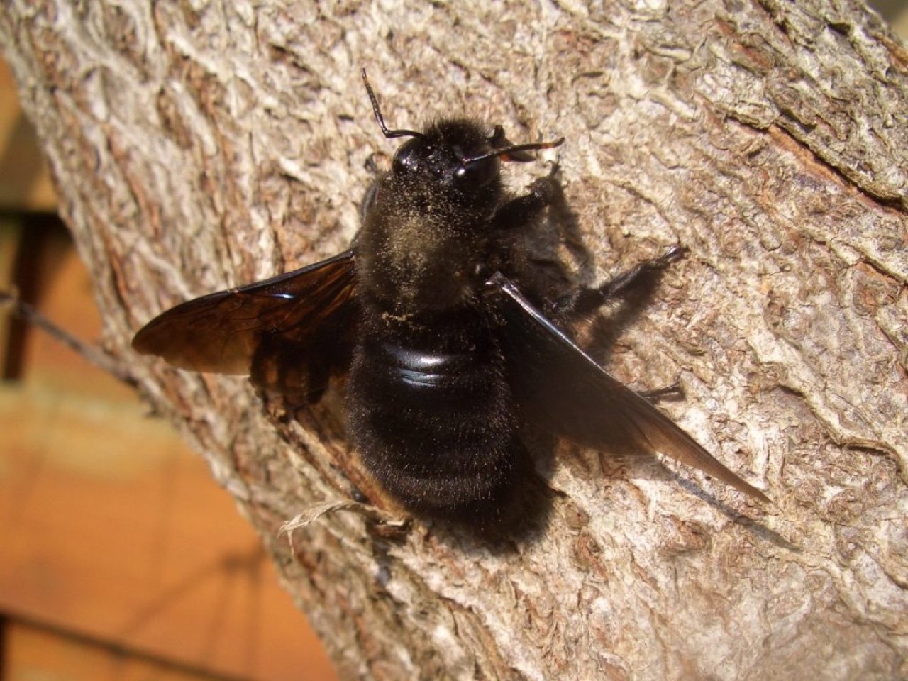 Carpenter bee (Xylocopa violacea)